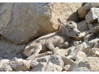 PHOTOS: Cute Baby Bighorn Sheep Is Living Desert's Newest Resident
