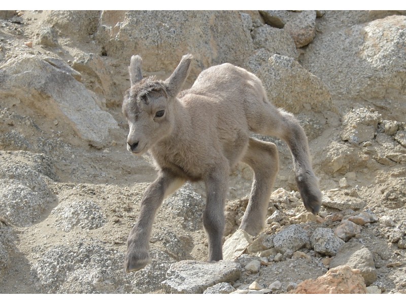 PHOTOS Cute Baby Bighorn Sheep Is Living Desert's Newest Resident