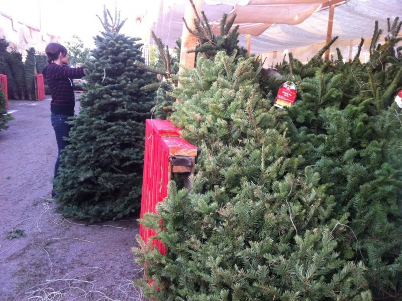 how to pick a fresh christmas tree patch how to pick a fresh christmas tree patch