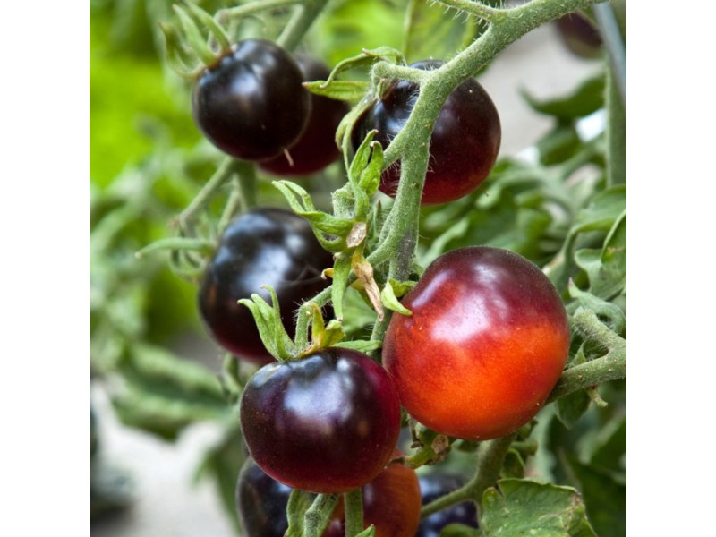 Tomatoes Varieties with High Levels of Lycopene Edina, MN Patch