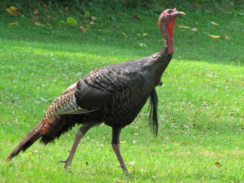 Wild Turkeys Prevalent Again in Pennsylvania After Nearly Vanishing