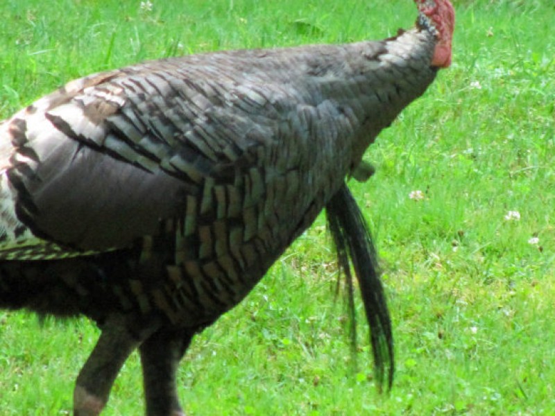 Wild Turkeys Prevalent Again in Pennsylvania After Nearly Vanishing