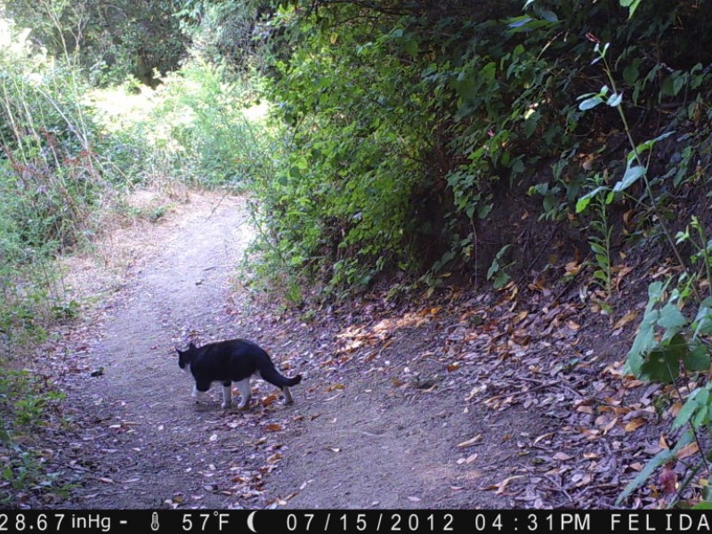 Mountain Lions Vs. Bobcats: Do You Know the Difference? - San Anselmo