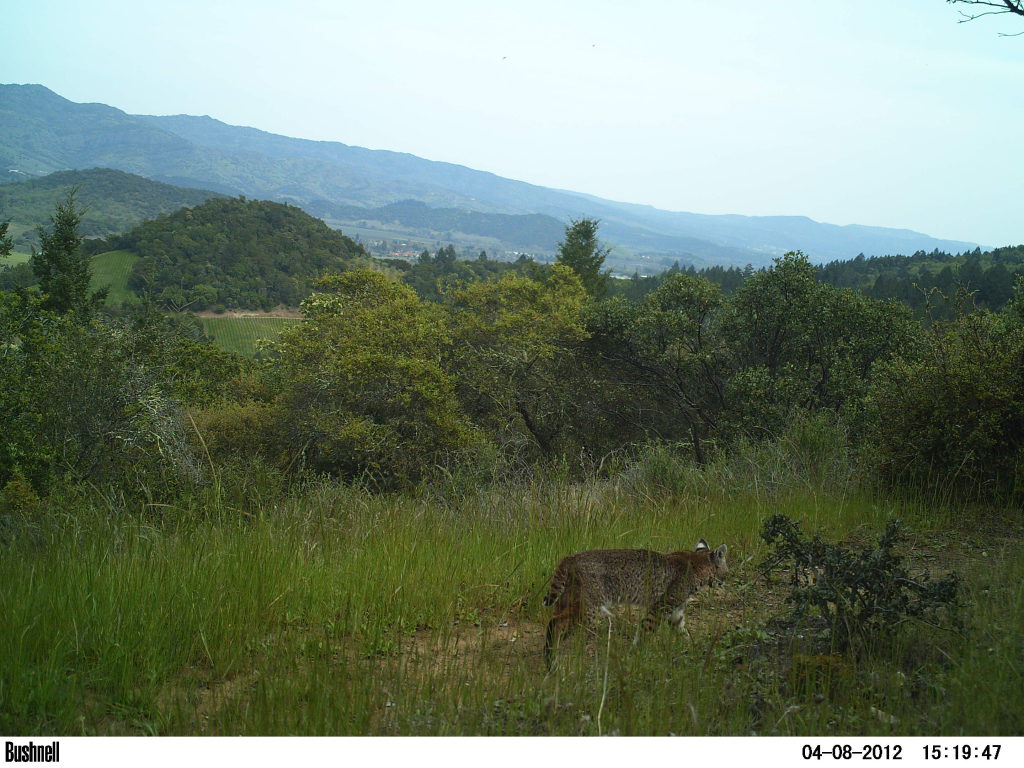 Mountain Lions Vs. Bobcats: Do You Know the Difference? | San Anselmo