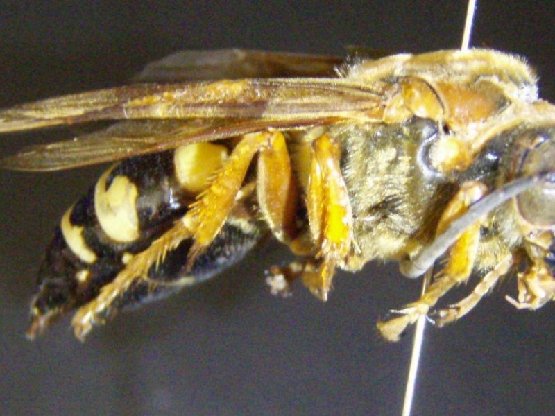 Cicada Killer Wasps Gentle Giants South Whitehall, PA Patch