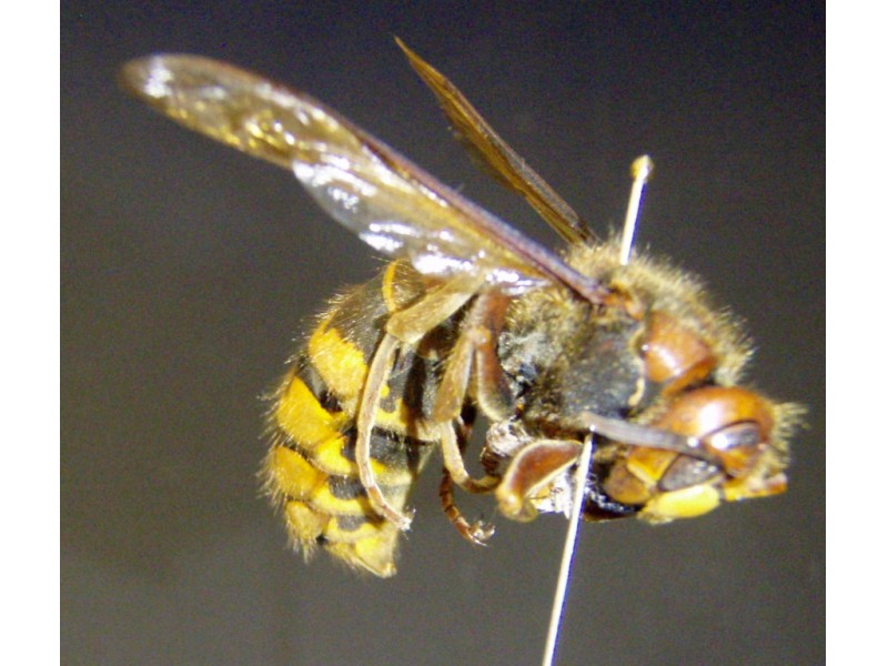 Cicada Killer Wasps Gentle Giants South Whitehall Pa Patch