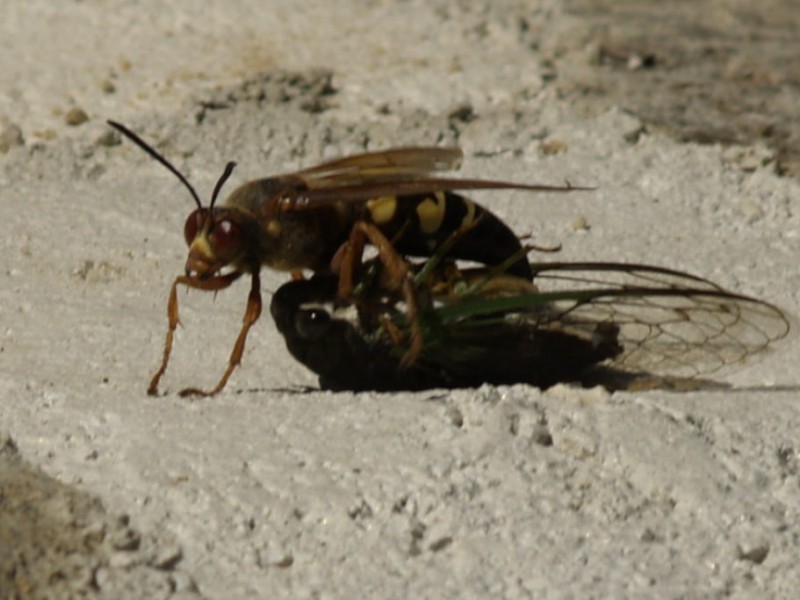 Cicada Killer Wasps Gentle Giants South Whitehall, PA Patch