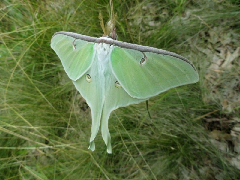 Luna Moths As Lovely as a Moonlit Night South Whitehall, PA Patch