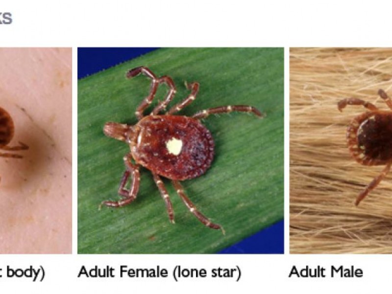 Chiggers or Lone Star Tick Larvae? That Is the Question Southampton