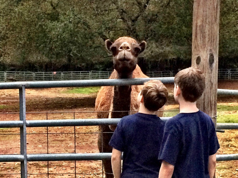 Things To Do In Smyrna Ga With Kids Things To Do In Smyrna Ga With Kids