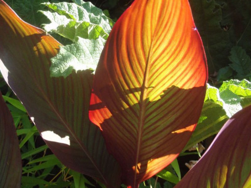Tropical Plants in Benicia Benicia, CA Patch
