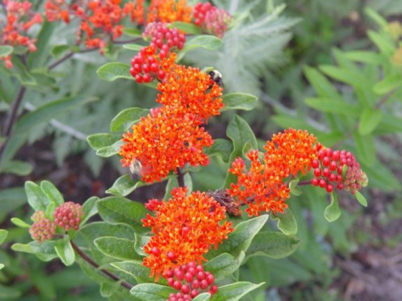 Gardening Top 4 Perennials Haverford, PA Patch