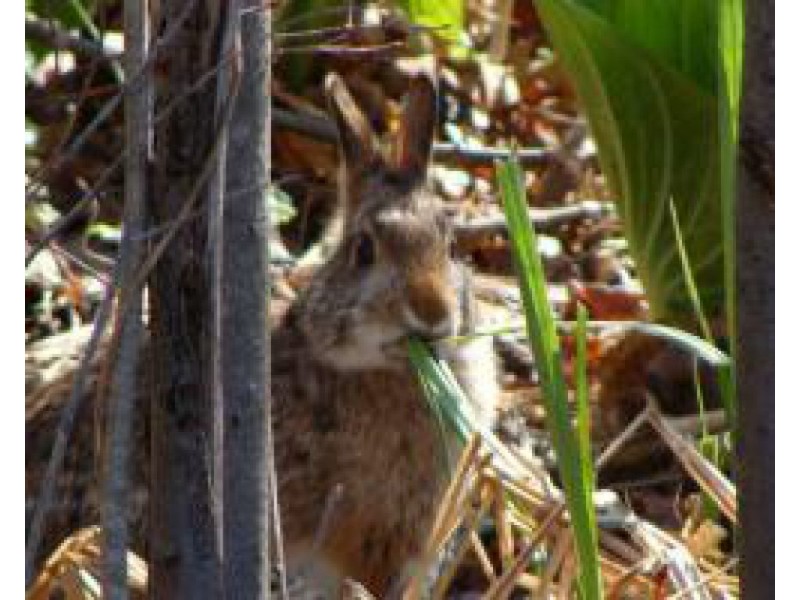 Connecticut Cottontail Rabbit Endangered Manchester, CT Patch