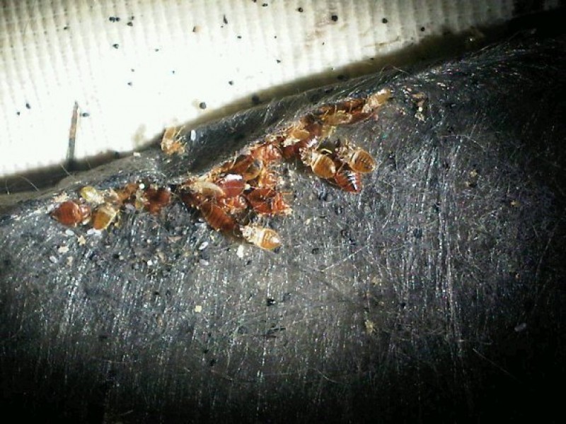 florida bite don t scratch that bug bite gulfport fl patch florida bite don t scratch that bug bite gulfport fl patch