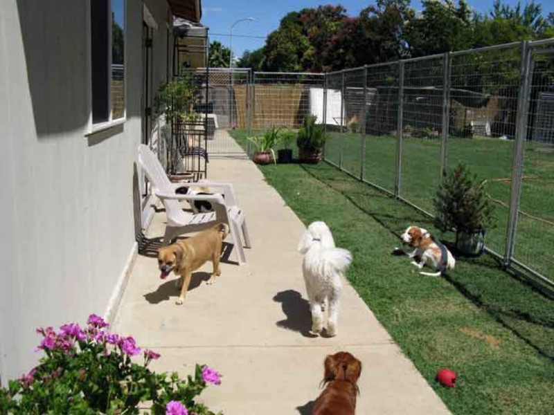 Creekside Pet Resort is for the Love of Dogs Fair Oaks, CA Patch