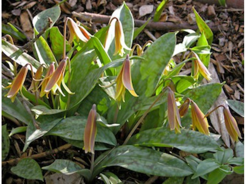 Woodland Wildflowers, The Rush to Bloom Begins Caledonia, WI Patch
