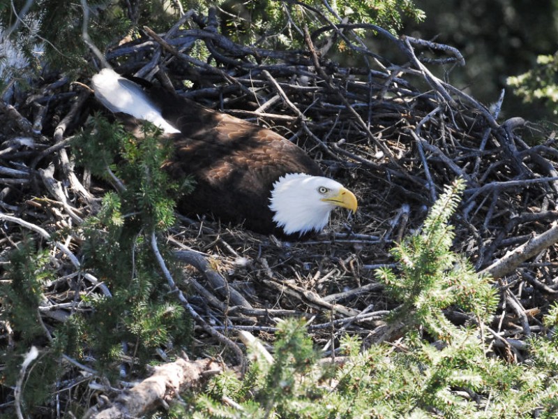 Bald Eagles Nesting in Grasslands; First Time in Ramona's Recorded