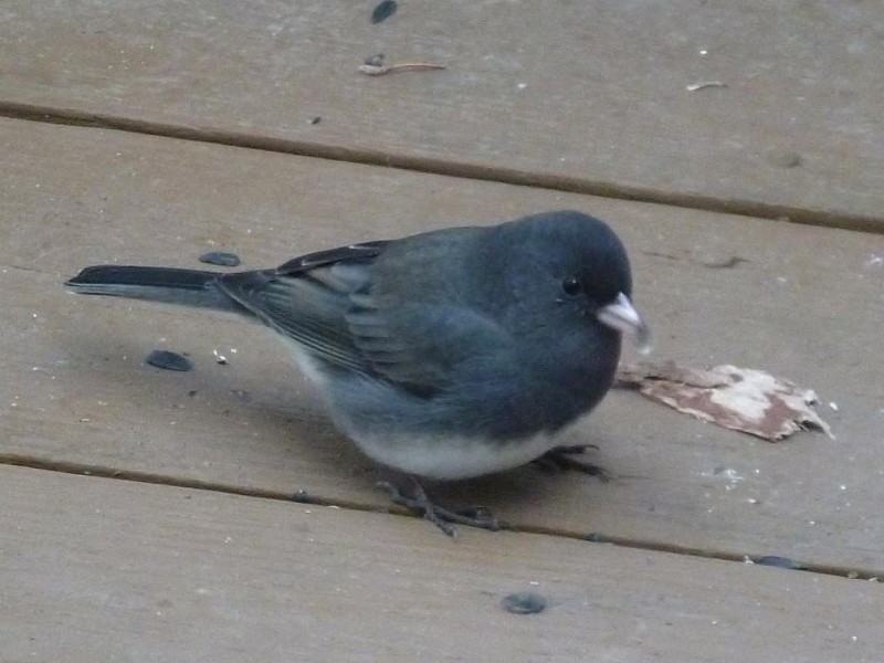 Backyard Feeder Birds The Junco, Our Winter Snowbird East Brunswick