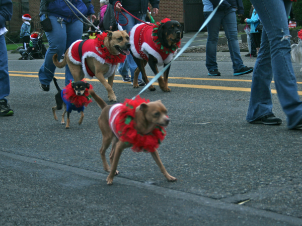 Dog Grooming Enumclaw Wa Dog Grooming Enumclaw Wa