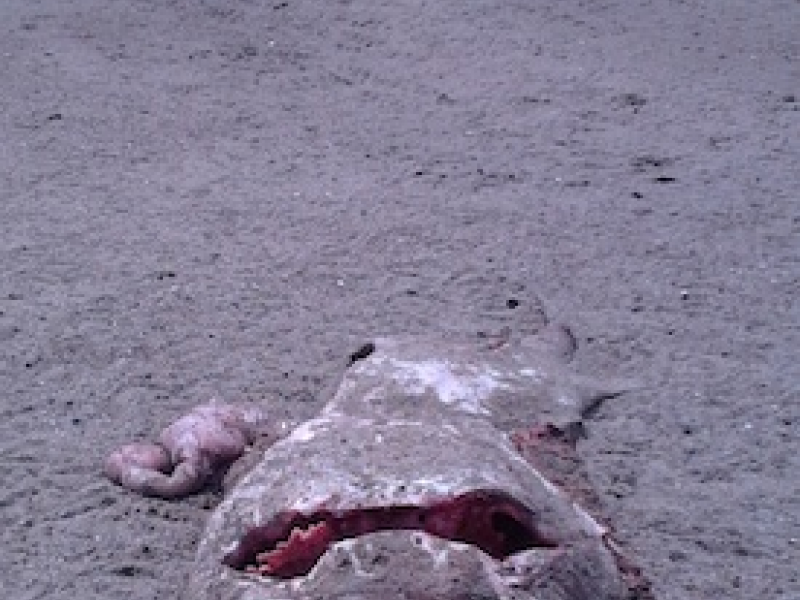 6 Mutilated Bodies Found on the Beach in Alameda Alameda, CA Patch