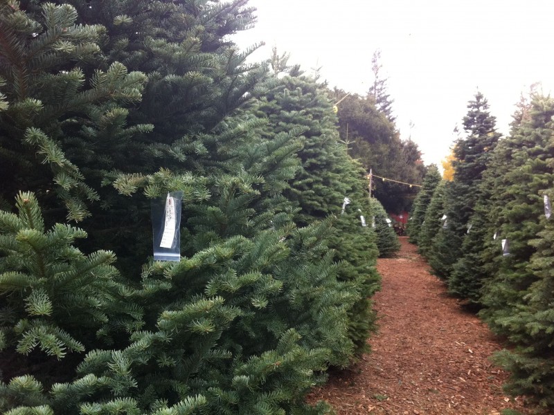 Guide Where to Buy a Christmas Tree in Redwood City Redwood City, CA Patch