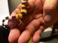 35 Reptiles Removed from Port Chester Home