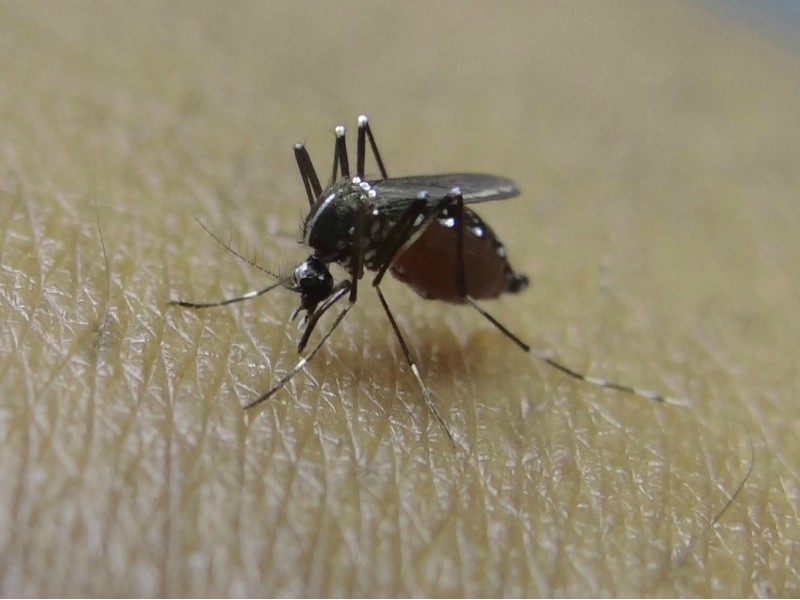 West Nile Virus Found in Redwood City Mosquitoes