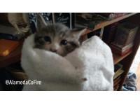 Kitten Trapped in Wall Of San Leandro Home Rescued By Firefighters