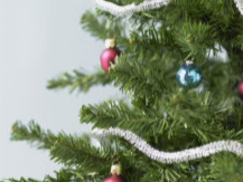 where to cut your own christmas tree in the lehigh valley where to cut your own christmas tree in the lehigh valley