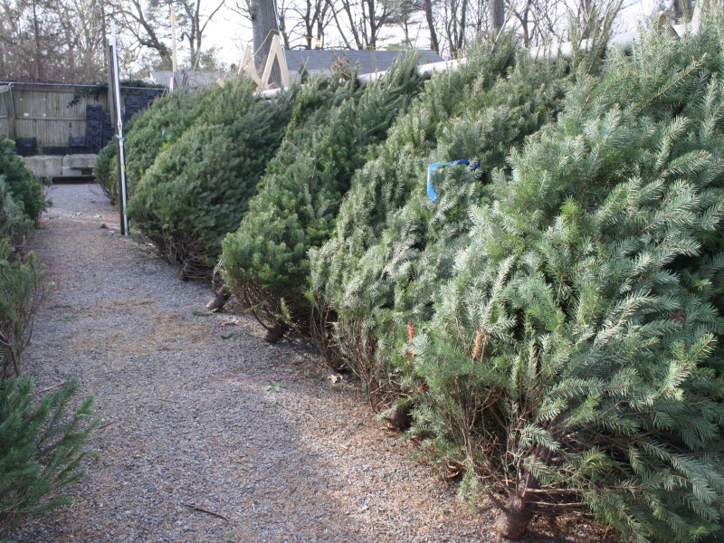 how to dispose of your christmas tree chesterfield mo patch how to dispose of your christmas tree chesterfield mo patch