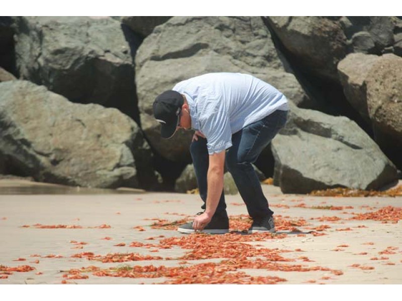 Thousands of tiny red crabs stranding on California beach