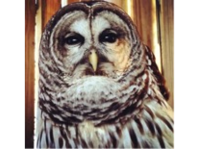 december owl prowl portsmouth ri patch december owl prowl portsmouth ri patch