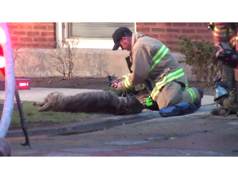 'He's Still Alive.' Firefighters Rescue Dog from Oak Park House Fire