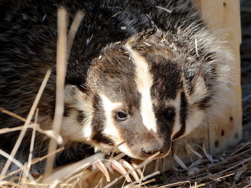 Wild Badger Could Teach Biologists About Illinois Environments Oak
