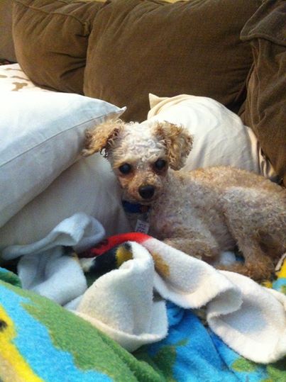 Excellent Cat Rescue Naugatuck Ct Photos