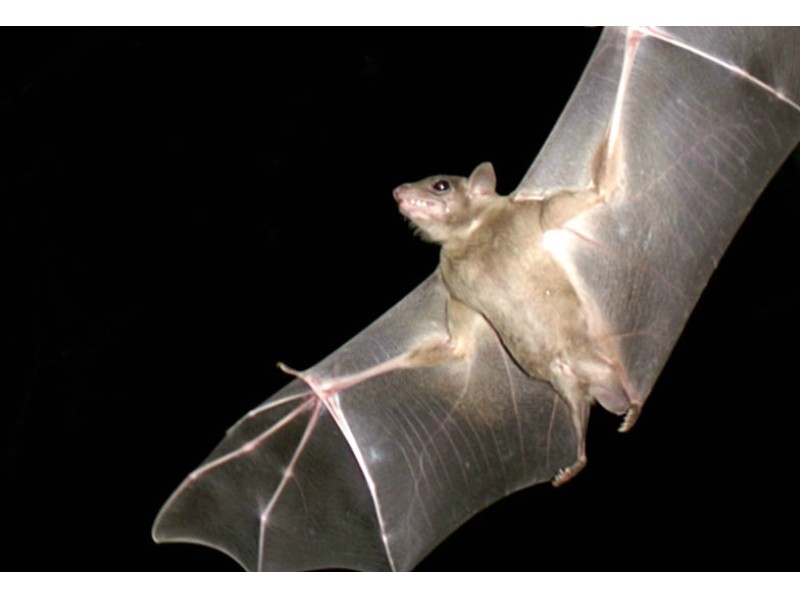 Six Rabid Bats Captured in a Homer Glen Garage Patch