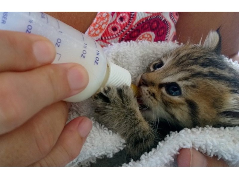 Stratford Animal Control Needs Volunteers to Bottle Feed Kittens