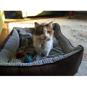 Teen Has Close Encounter with Coyotes; Woman Gives Cops Finger After Thumb Bitten Off: PD; Pet Causes Fire: Nearby News