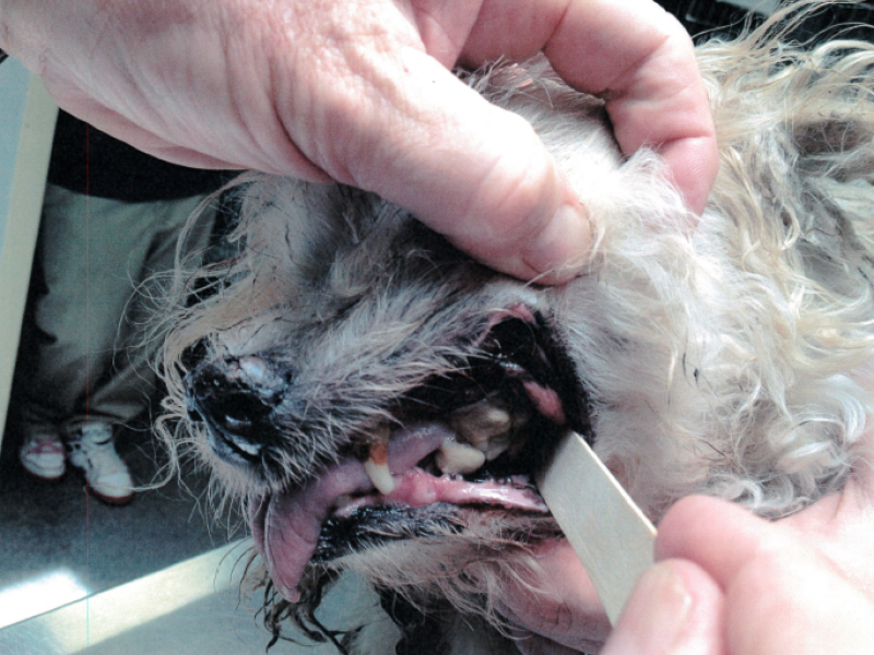 puppy teeth falling out shih tzu teeth falling out breeds picture puppy teeth falling out shih tzu teeth falling out breeds picture