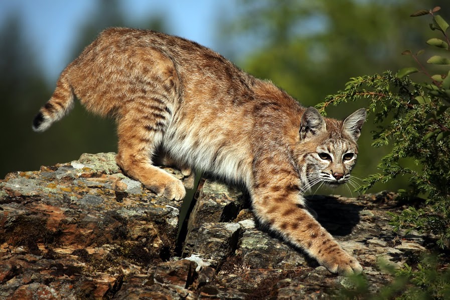 Bobcat Spotted in Southbury | Southbury, CT Patch