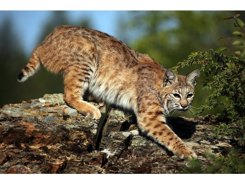 Bobcat Spotted in Southbury Southbury, CT Patch