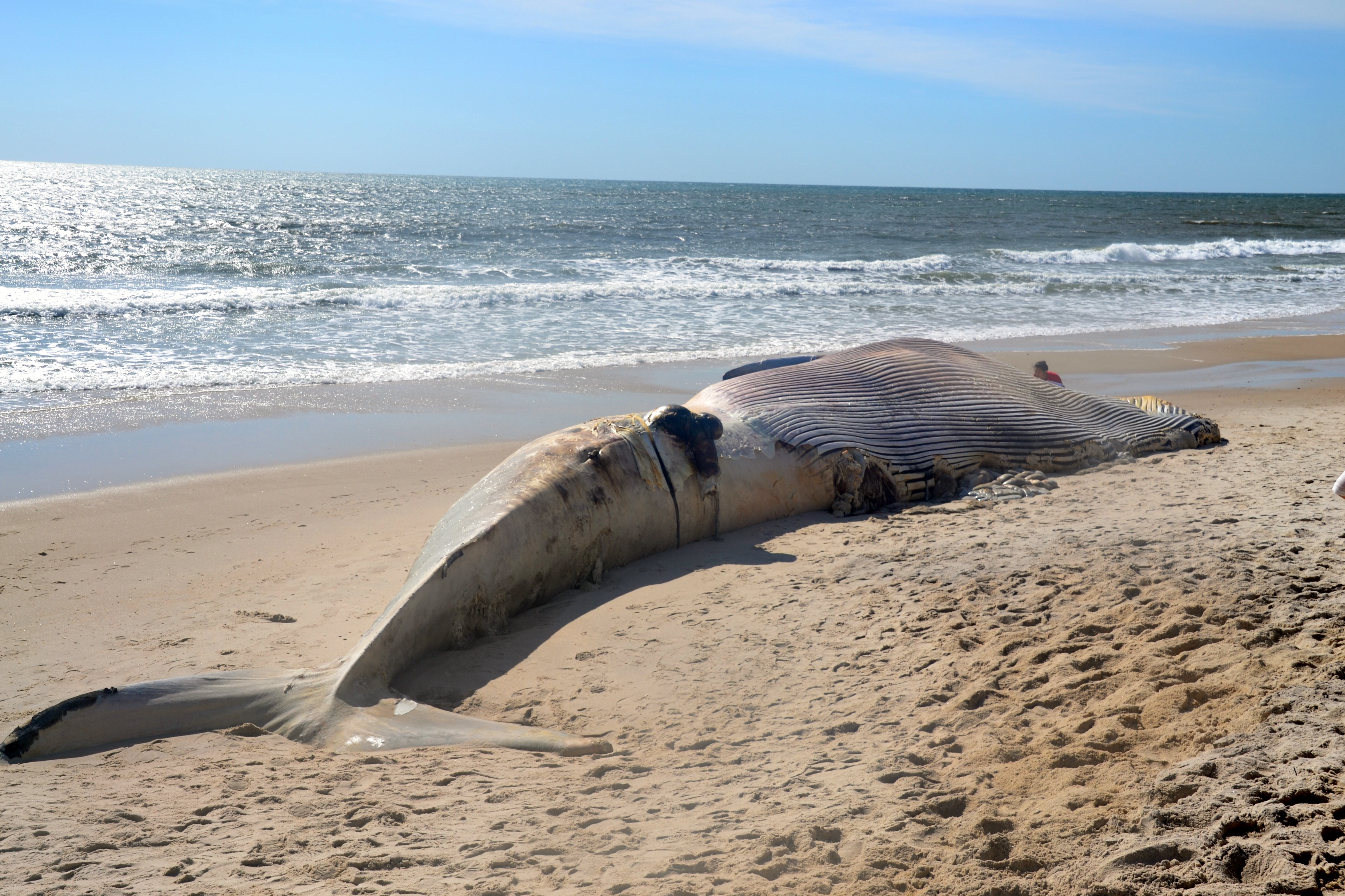 50Foot Whale Washes Ashore on Smith Point Beach Patchogue, NY Patch