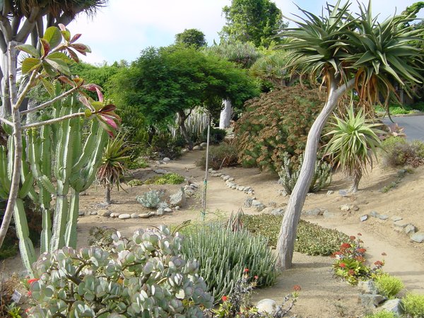 cactus succulent sale oct 25 26 at the san diego botanic garden encinitas ca patch cactus succulent sale oct 25 26 at the san diego botanic garden encinitas ca patch