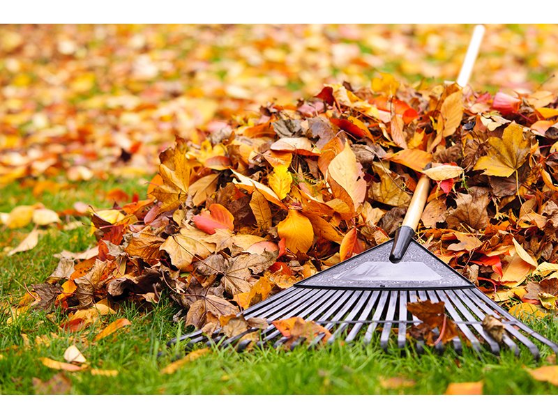 East Haven Leaf Pickup Schedule Patch