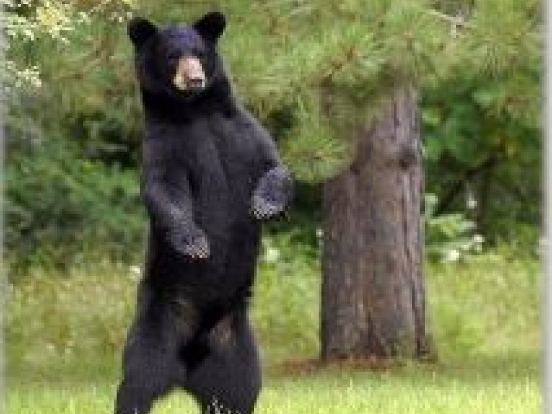 How to Deter Bears in Farmington Farmington, CT Patch