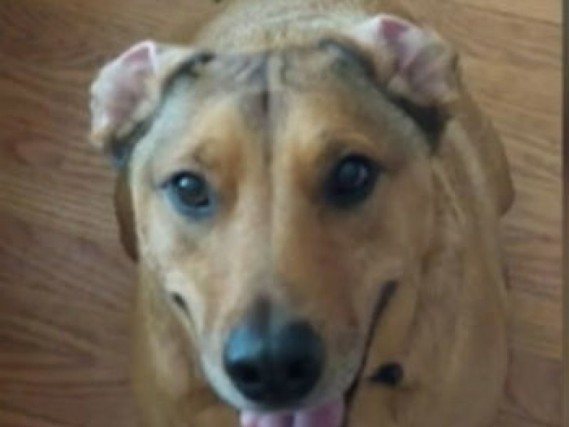 Dog Electrocuted on Chicago Sidewalk Patch