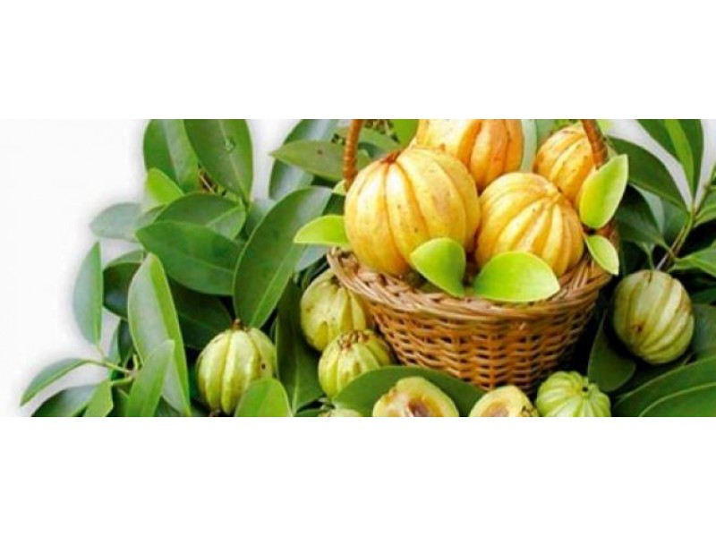 Garcinia Cambogia Extract Dr Oz 2015 Trial Bottle - Where to buy Dr Oz