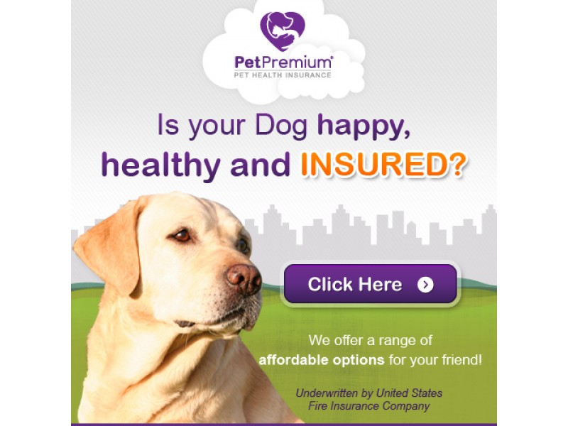 Compare Multiple Pet Insurance Quotes 44billionlater Multi Pet Insurance Quote 44billionlater