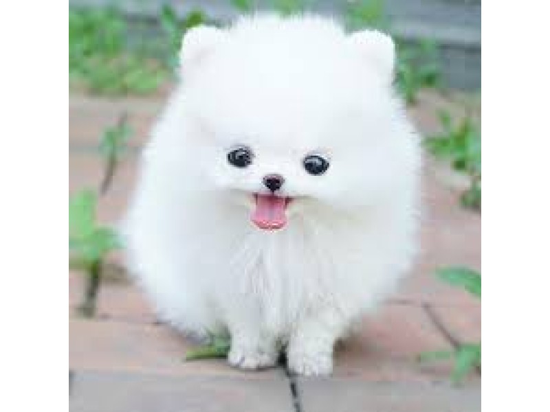 Things You Need to Know Before Buying a Pomeranian Husky Dog Berkeley