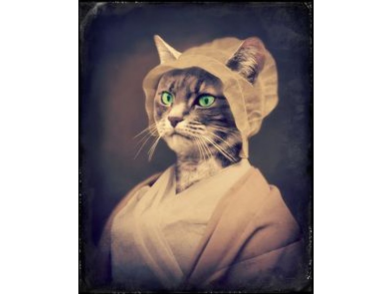 Colonial Cats Old Town Alexandria, VA Patch